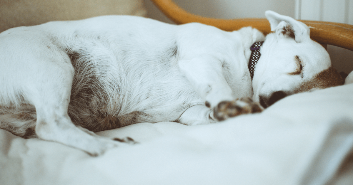 How to Prevent Fleas on Indoor Pets by Creating a Flea-Resistant Home Environment