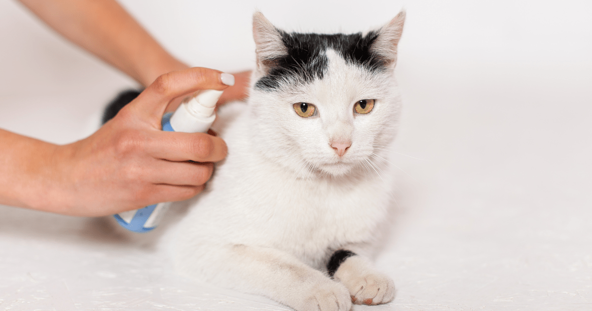 How to Prevent Fleas on Indoor Pets: A Daily Routine for Flea-Free Bliss