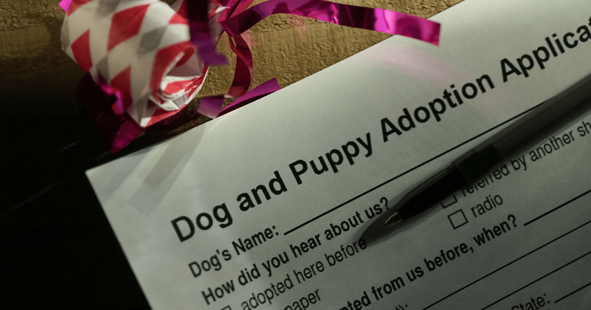 How to Handle Paperwork Like a Pro: Dog Adoption Process Tips for a Quick Approval