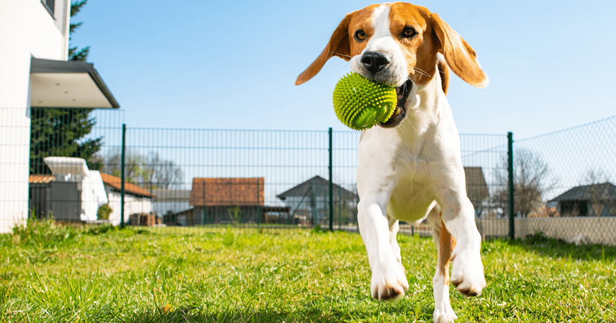 Choosing the Right Environment for Effective Dog Recall Training for Beginners