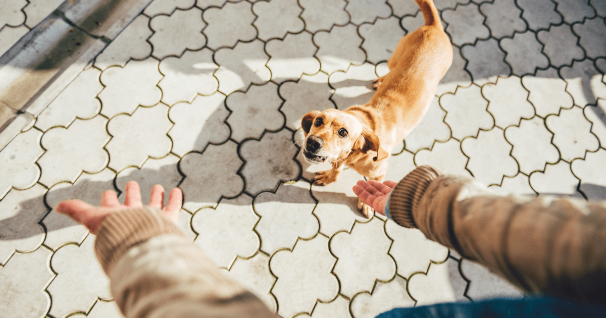 Engaging Your Dog’s Focus with Fun and Rewarding Recall Exercises