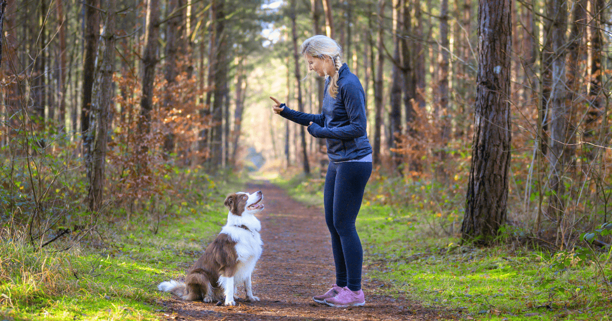 Troubleshooting Challenges in Dog Recall Training for Beginners