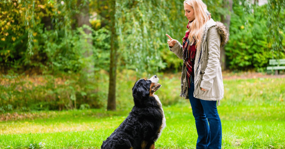 Making Dog Recall Training for Beginners a Part of Your Daily Routine