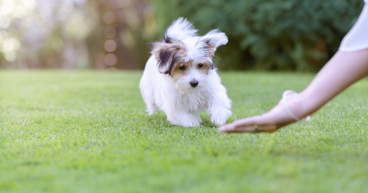 dog recall training for beginners