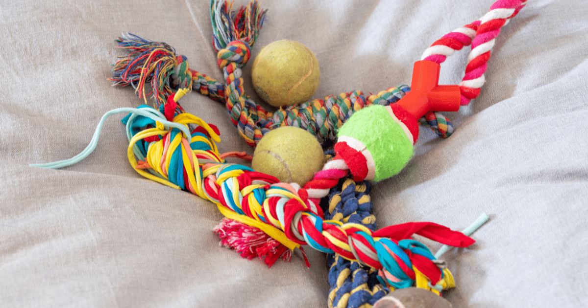 10 Fun & Easy Homemade Pet Toys You Can Make Without Breaking the Bank