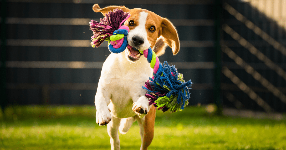 Transform Old T-Shirts into Chew-Tastic Homemade Pet Toys