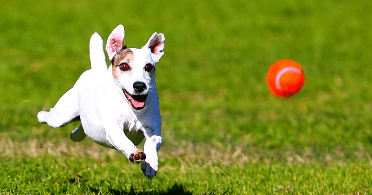 Bouncy and Fun: Make Homemade Pet Toys Using Tennis Balls