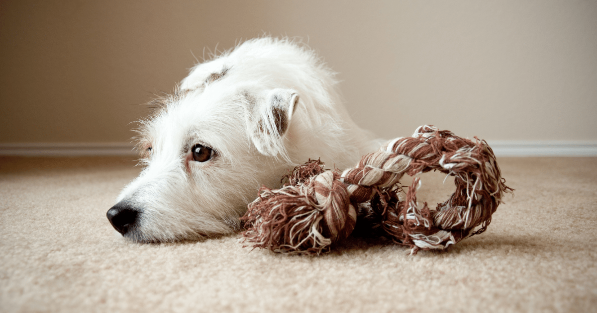 DIY Rope Toys: Budget-Friendly Homemade Pet Toys Your Dog Will Love