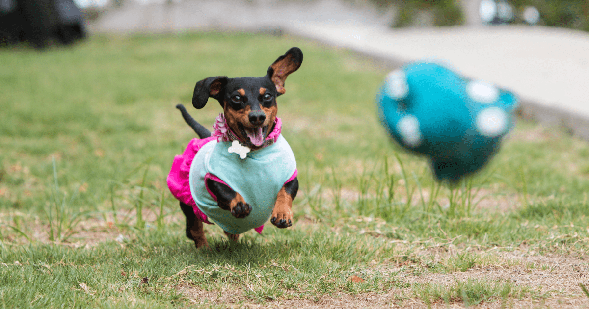 Turn Plastic Bottles into Engaging Homemade Pet Toys for Hours of Fun