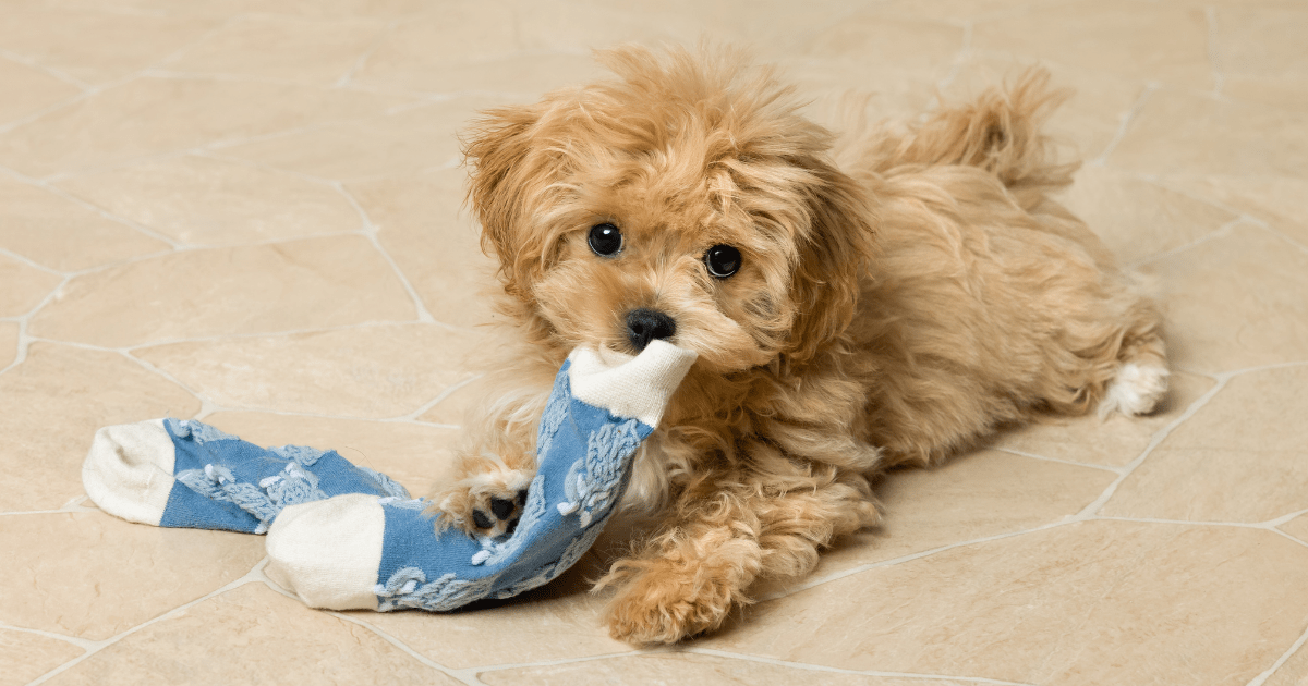 How to Craft Homemade Pet Toys Using Old Socks and Scraps