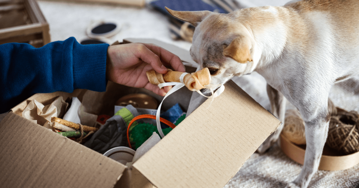 Make Puzzle Toys with Homemade Pet Toys Using Household Items