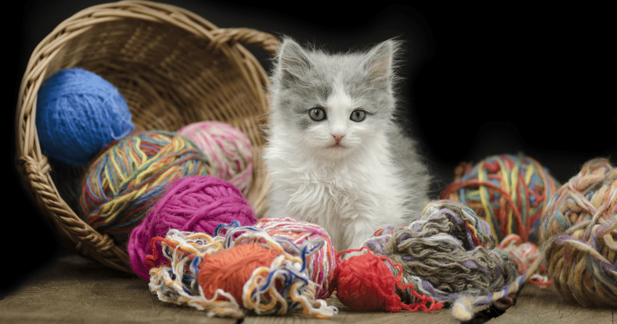 Quick and Easy Homemade Pet Toys from Leftover Yarn