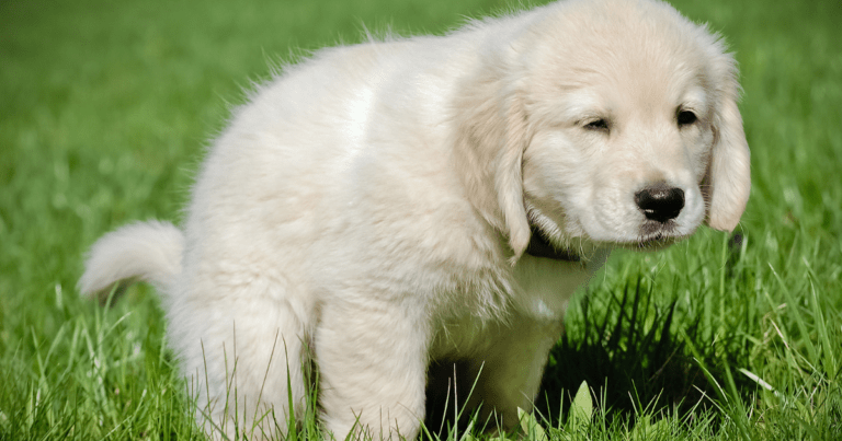 Potty Training a Puppy Tips for Families: How to Keep Your Home Clean While Raising a Happy Pup