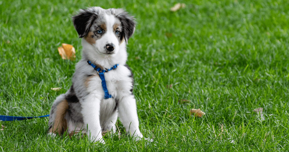 Potty Training a Puppy Tips: The First Steps to Establishing a Routine