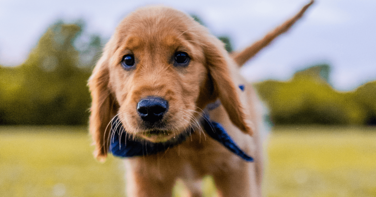 Teach the Whole Family: Potty Training a Puppy Tips for Everyone to Follow