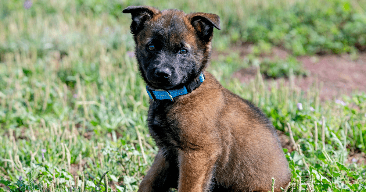 Crate Training vs. Open Space: Potty Training a Puppy Tips for Family Homes