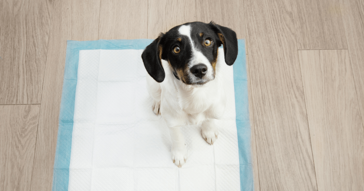 Cleaning Made Easy: Best Practices for Potty Training a Puppy and Keeping Your House Spotless