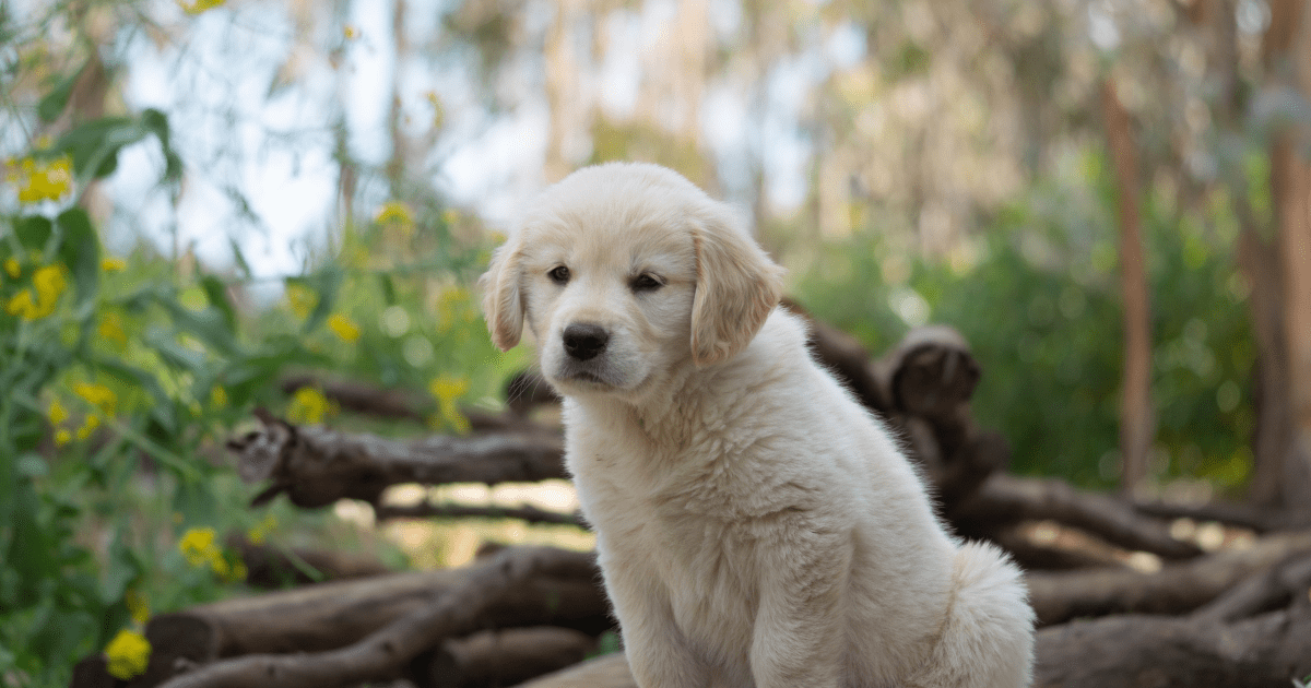 potty training a puppy tips