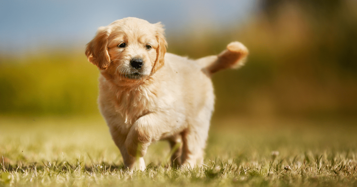 10 Family-Friendly Dog Breeds for Kids and Families That Will Steal Your Heart