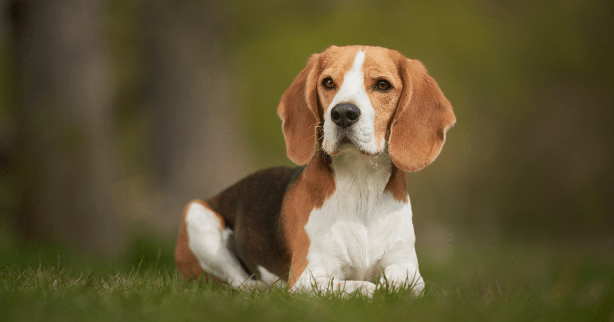 10 Family-Friendly Dog Breeds for Kids and Families That Will Steal Your Heart