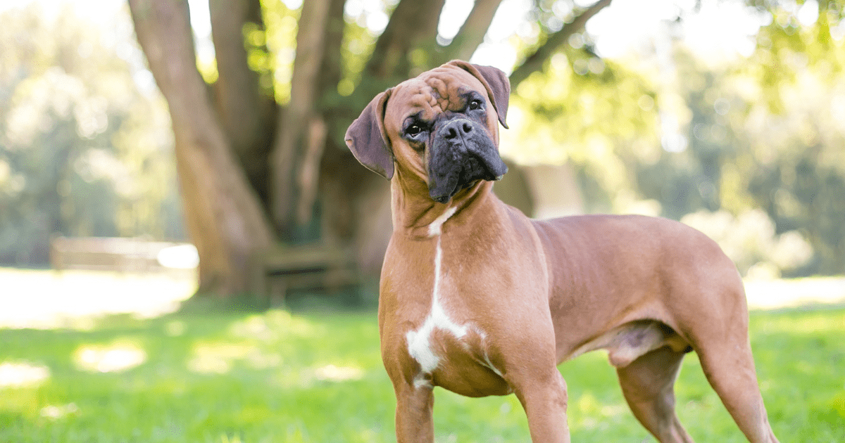 10 Family-Friendly Dog Breeds for Kids and Families That Will Steal Your Heart