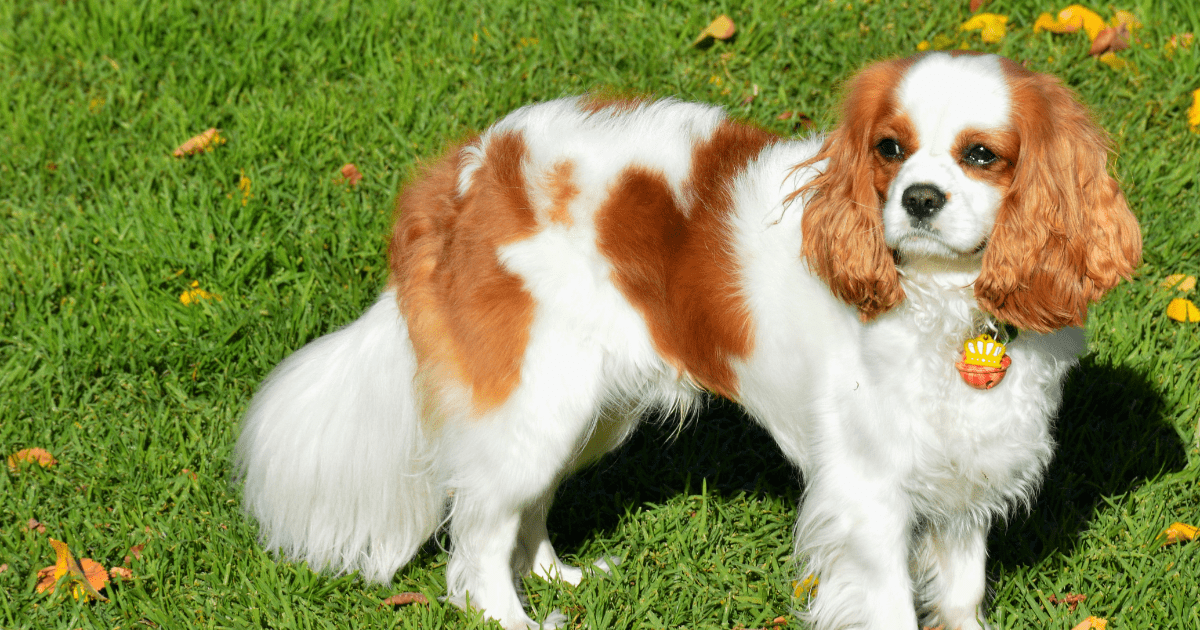 10 Family-Friendly Dog Breeds for Kids and Families That Will Steal Your Heart