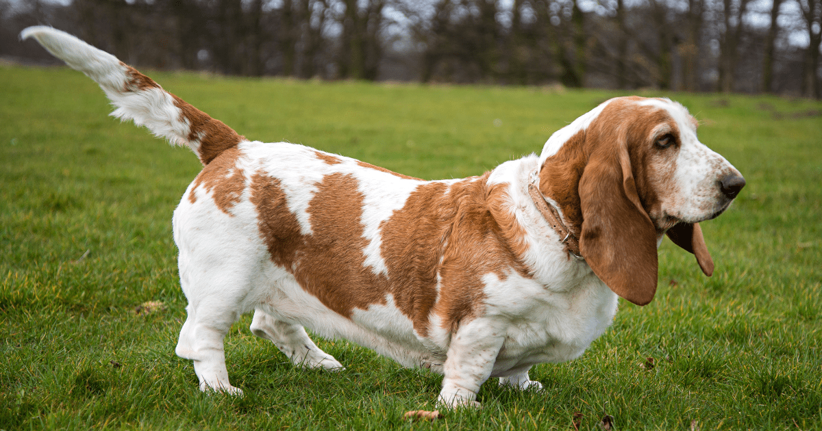 10 Family-Friendly Dog Breeds for Kids and Families That Will Steal Your Heart