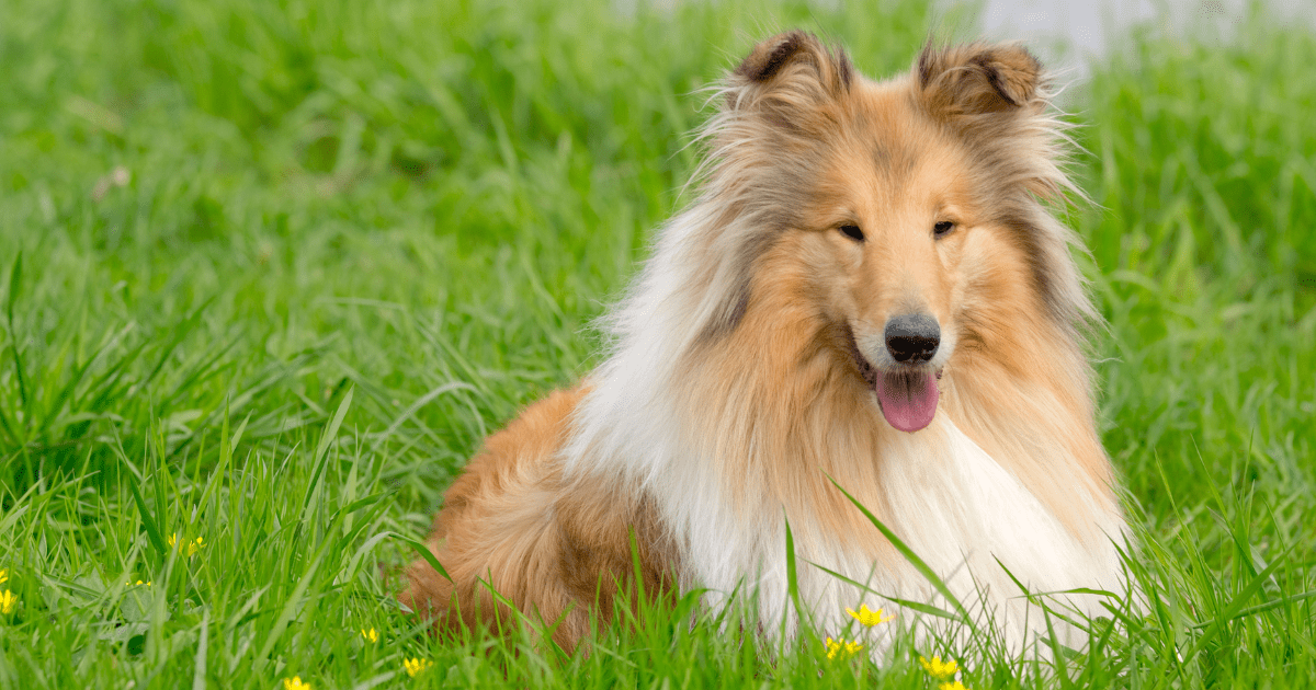 10 Family-Friendly Dog Breeds for Kids and Families That Will Steal Your Heart