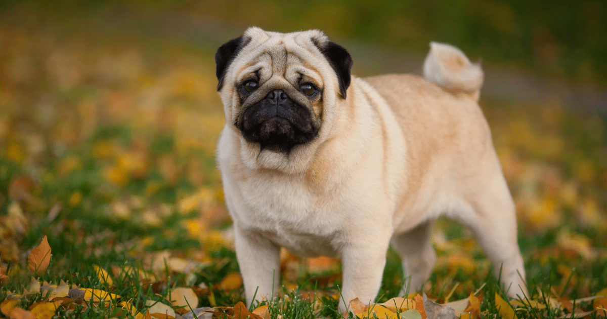 10 Family-Friendly Dog Breeds for Kids and Families That Will Steal Your Heart