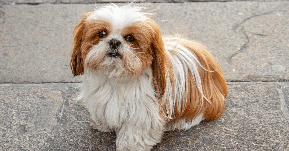 10 Family-Friendly Dog Breeds for Kids and Families That Will Steal Your Heart