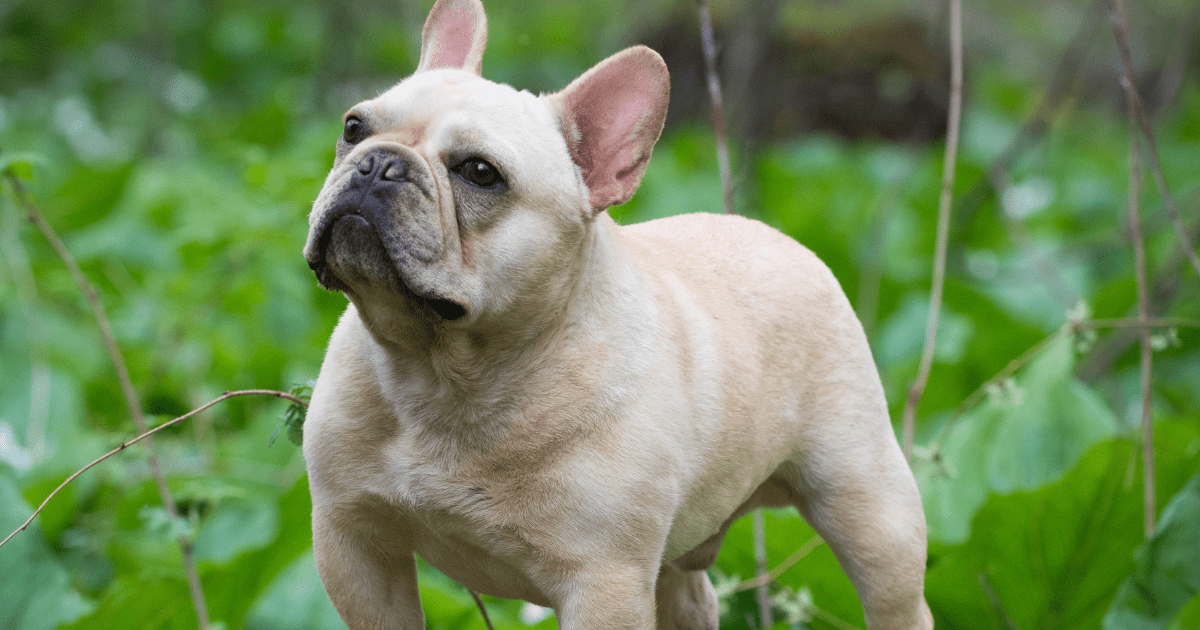 10 Family-Friendly Dog Breeds for Kids and Families That Will Steal Your Heart