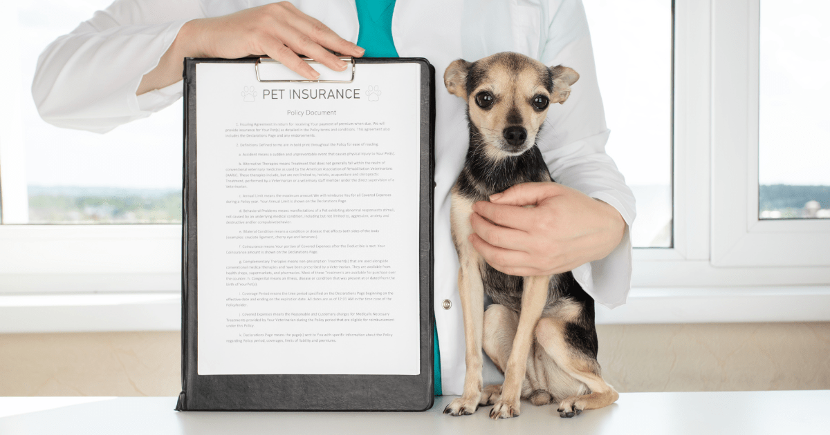 The Ultimate Guide to Affordable Dog Health Insurance: Protect Your New Pup Without Breaking the Bank