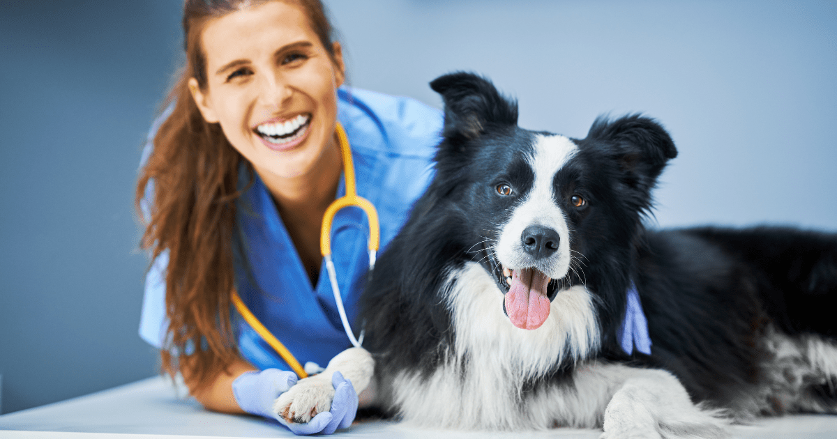 Top Benefits of Choosing Affordable Dog Health Insurance for Your Puppy’s Health