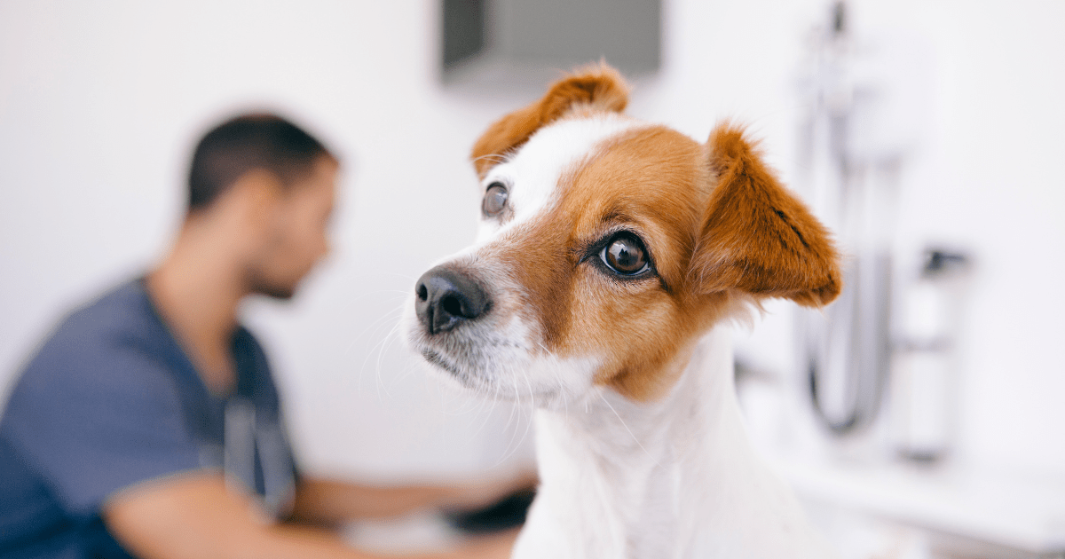 Affordable Dog Health Insurance vs. Paying Out-of-Pocket: Which is the Better Choice?