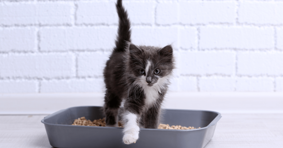 Struggling with Litter Training? Here’s How to Train a Cat to Use the Litter Box (Without the Stress!)