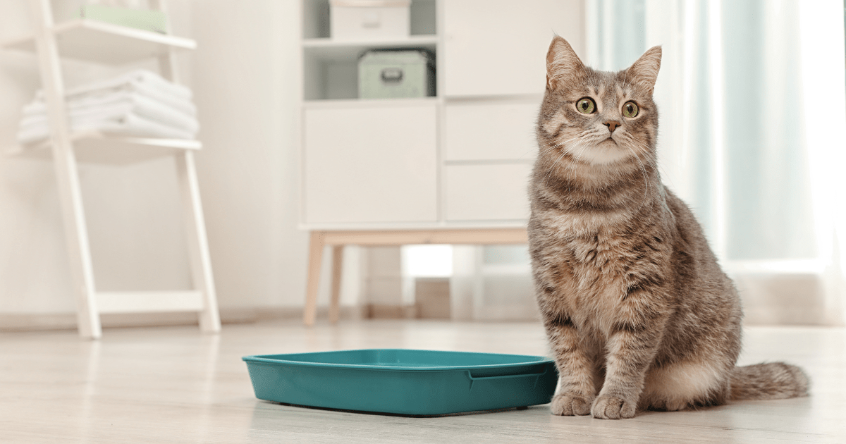 Why Litter Training Can Be Tricky and How to Train a Cat to Use the Litter Box with Ease