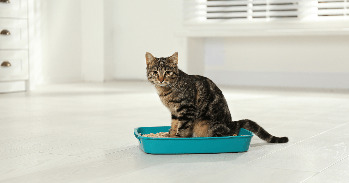 Essential Supplies You’ll Need to Successfully Train a Cat to Use the Litter Box