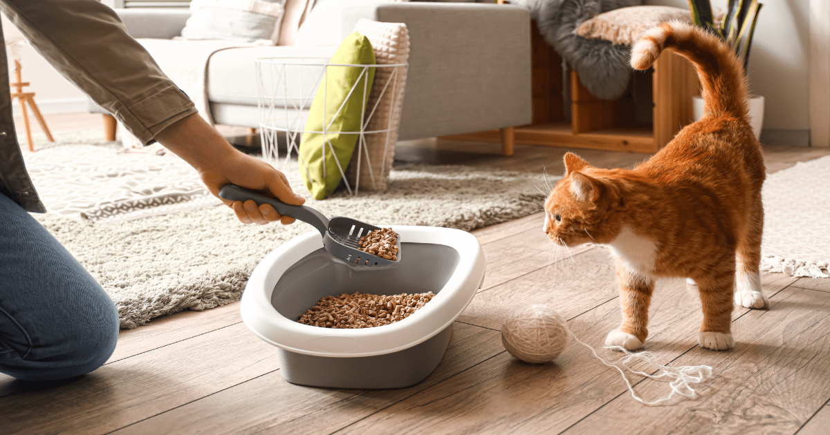 How to Train a Cat to Use the Litter Box: Step-by-Step Instructions for New Owners