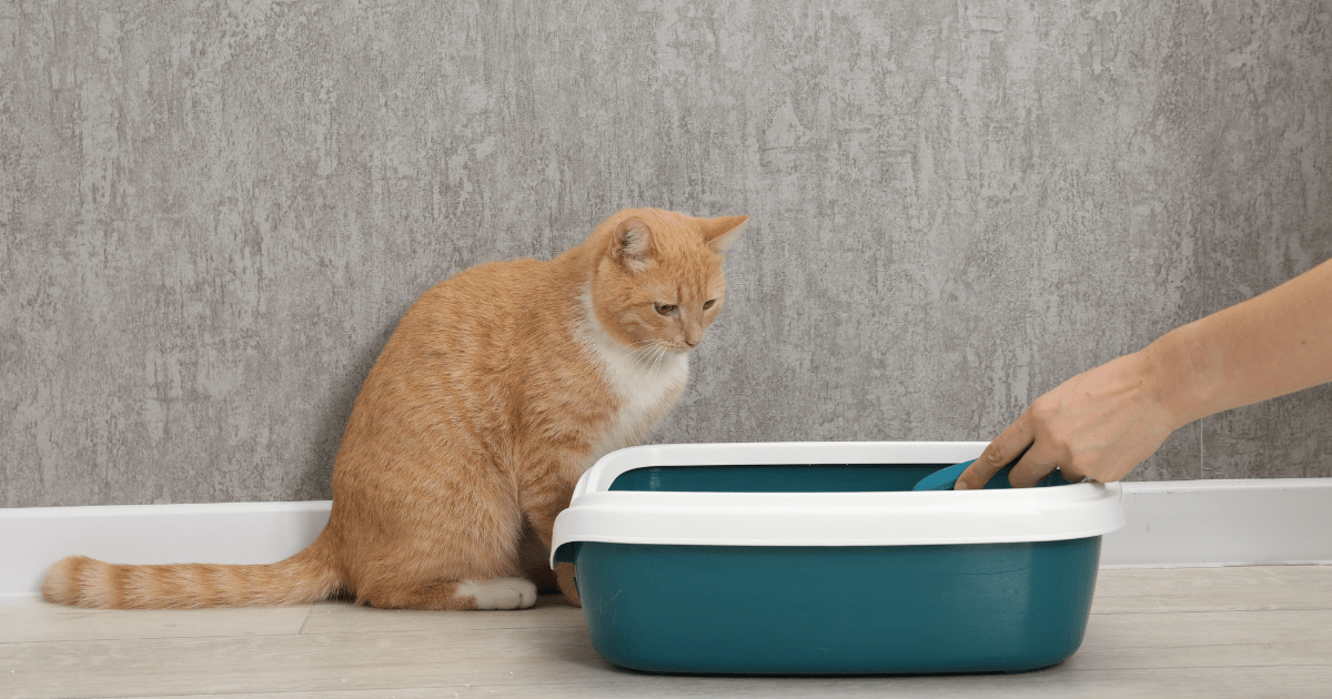 Troubleshooting Common Issues: How to Train a Cat to Use the Litter Box When Things Aren’t Going Well