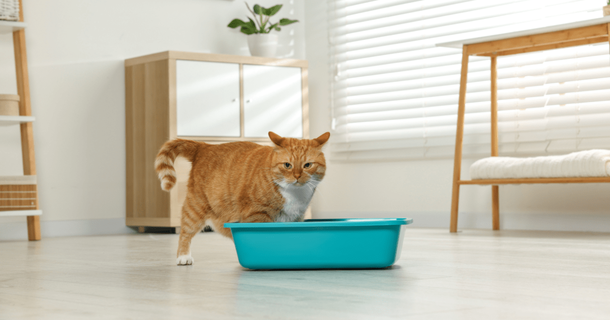 Making Litter Training Fun: How to Train a Cat to Use the Litter Box Without Stress