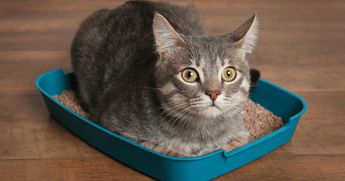 How to Train a Cat to Use the Litter Box (Without the Stress!)