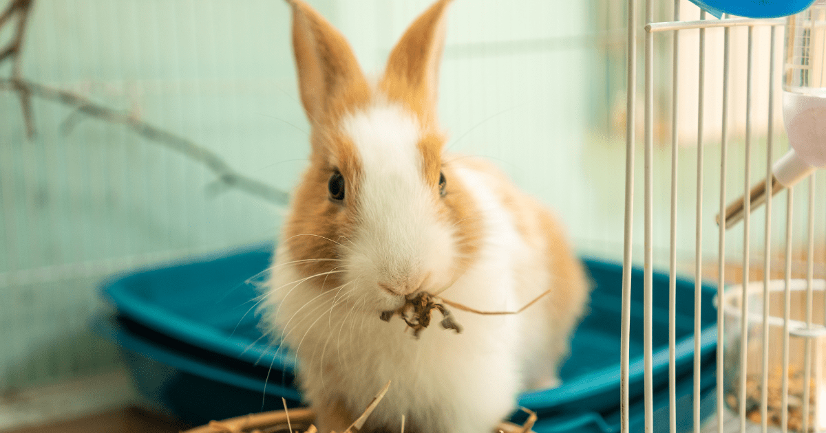 Homemade Rabbit Food for Healthy Digestion: Why It’s the Best Choice for Your Bunny’s Gut