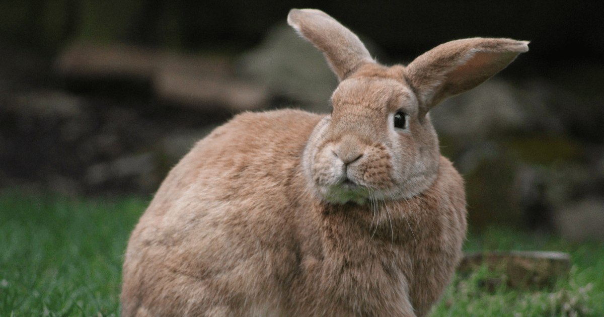 The Importance of Gut Health in Rabbits: Why Homemade Rabbit Food is a Game-Changer