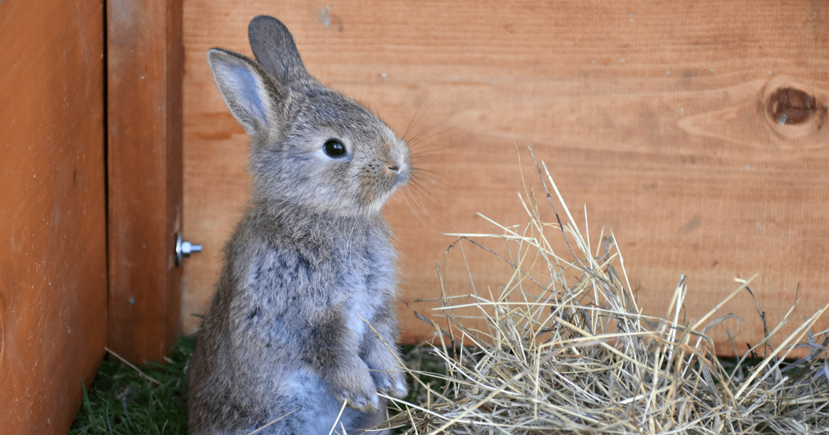 How Homemade Rabbit Food Supports Digestion and Prevents Common Stomach Issues