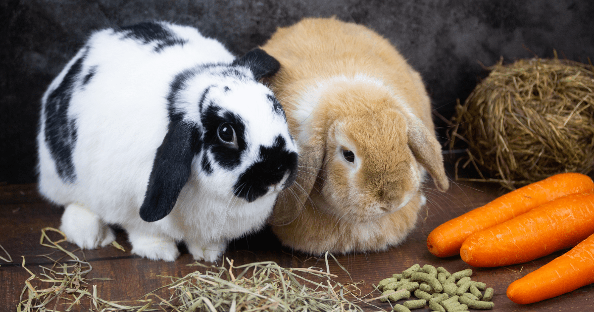 Top Ingredients for Homemade Rabbit Food That Promote a Happy, Healthy Gut