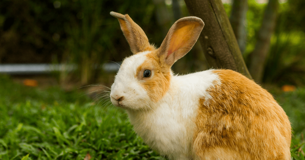 How to Transition Your Bunny to Homemade Rabbit Food Without Stomach Troubles