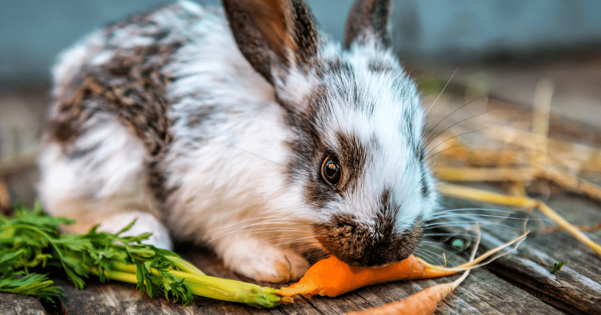 Expert Tips for Ensuring Your Homemade Rabbit Food Is Perfect for Digestive Health