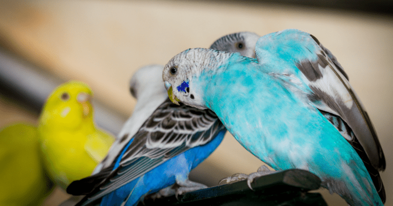 How to Care for a Pet Bird: Simple Tricks to Make Your Bird Feel Right at Home