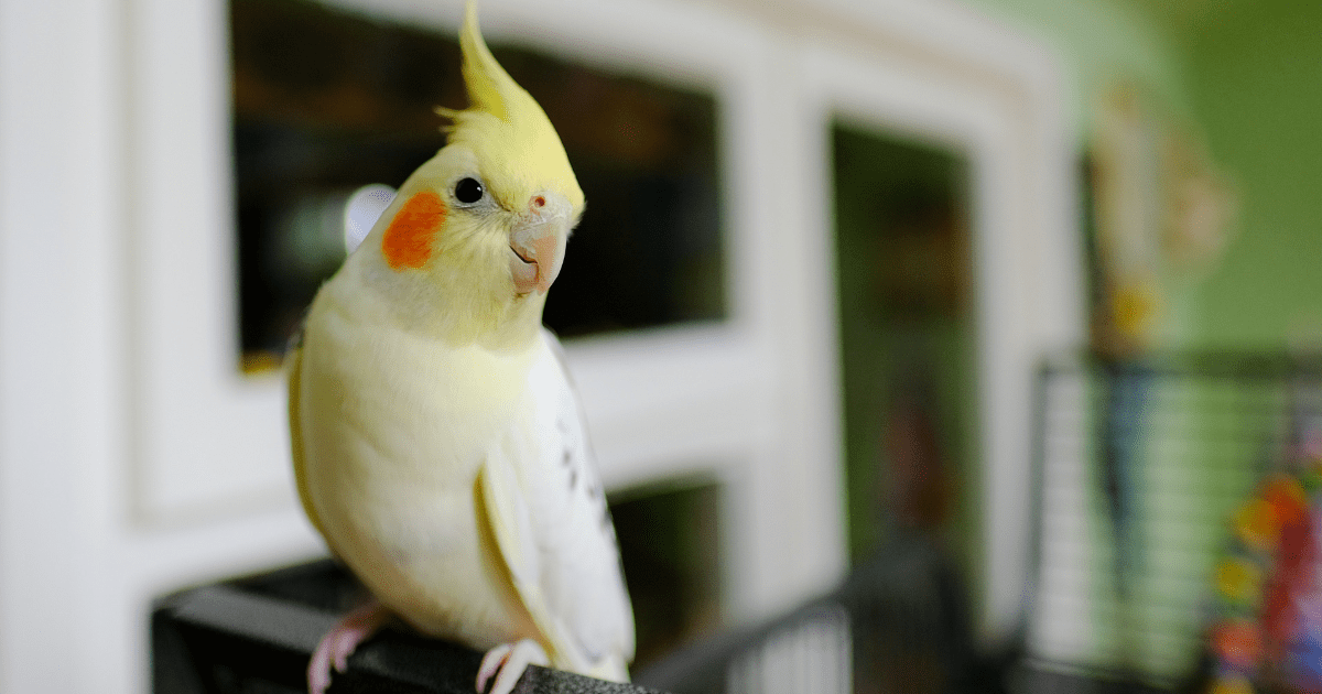 How to Care for a Pet Bird: Setting Up the Perfect Bird-Friendly Environment