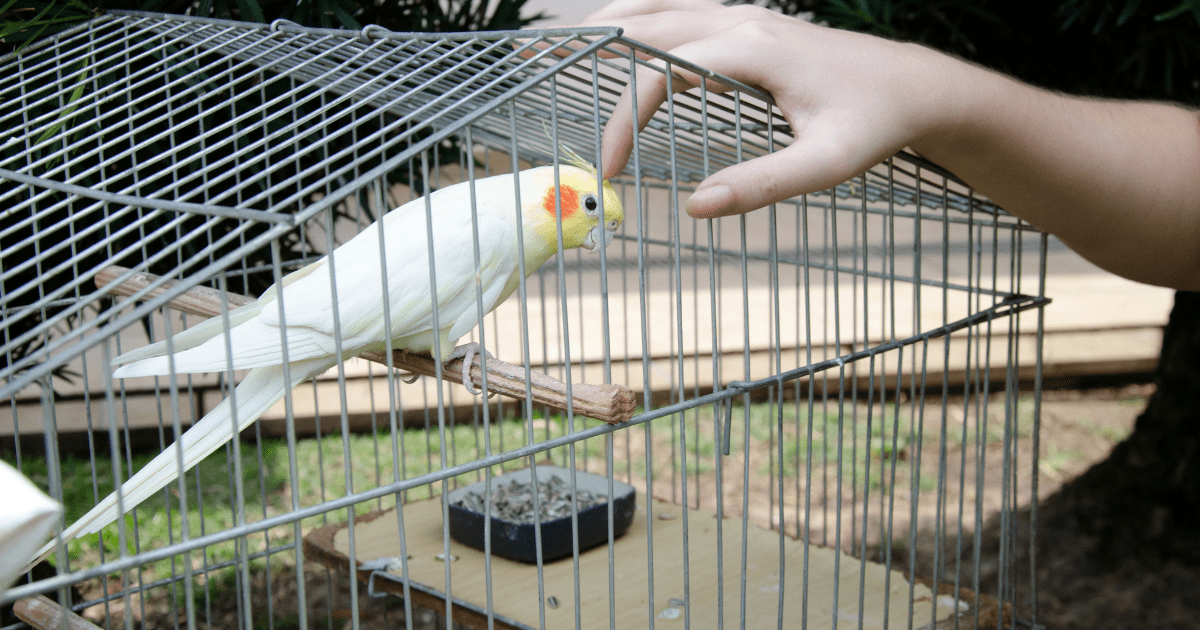 How to Care for a Pet Bird: Choosing the Right Cage and Accessories